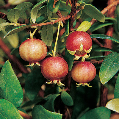 Close-up of four red guava fruits on a green leafy branch
