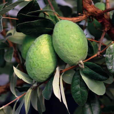 Green guava on a tree branch with leaves