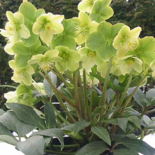 Territorial Seed Company Hellebore
