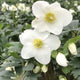 WINTER MAGIC™ MONT BLANC-HELLEBORE