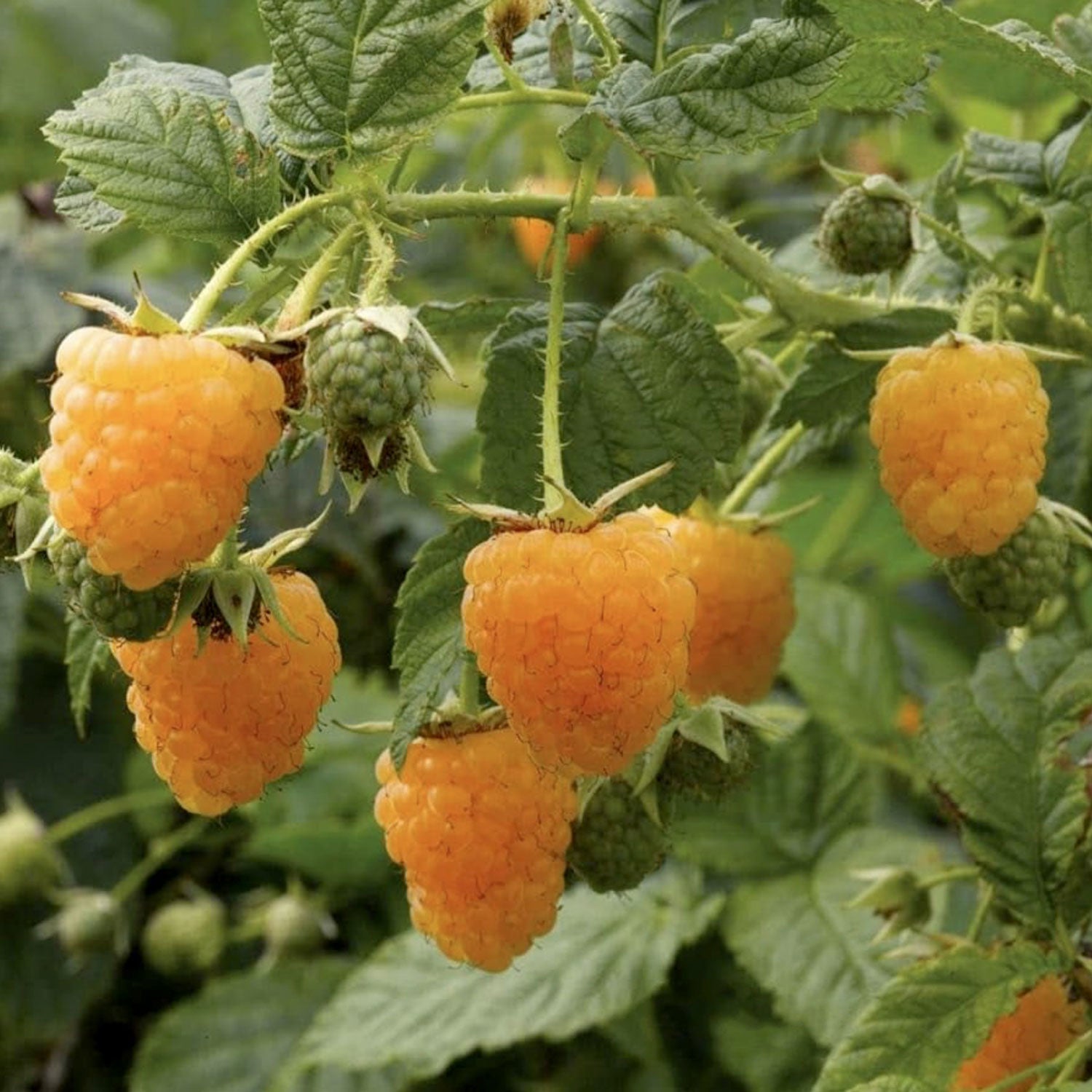 Fall Gold Raspberry Plant | PLANT / 1 plant SOLD OUT | Territorial Seed