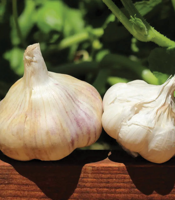 Close up of two Red Toch garlic bulbs showcasing pink and red streaked skins and slightly flattened shape on a wooden surface