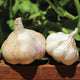 Two red torch garlic bulbs on a wooden surface with a natural background