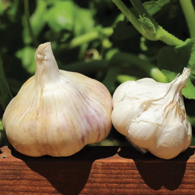 Two red torch garlic bulbs on a wooden surface with a natural background