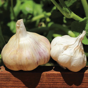 Two red torch garlic bulbs on a wooden surface with a natural background