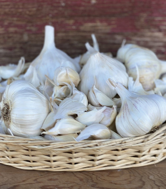 Close-up of Messidor Garlic bulbs showcasing large creamy-white bulbs with papery skins in a wicker basket on a wooden surface
