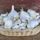 Basket of messidor garlic cloves on a wooden surface