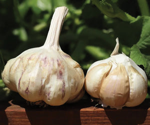 Two sicilian garlic bulbs on a wooden surface with green leaves in the background