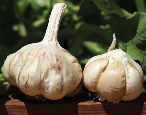 Two sicilian garlic bulbs on a wooden surface with green leaves in the background