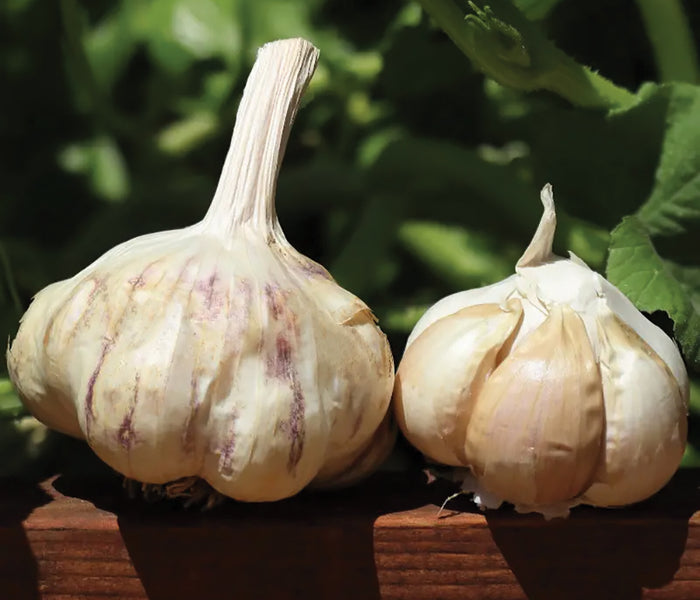 Two sicilian garlic bulbs on a wooden surface with green leaves in the background