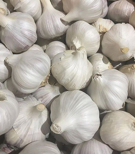 Close-up of a pile of white norquay garlic bulbs