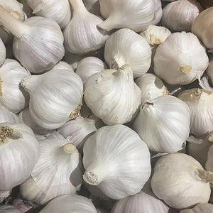 Close-up of a pile of white norquay garlic bulbs
