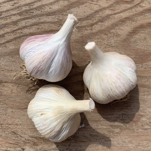 Polish Jenn Garlic