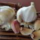 Cascade Fire Garlic