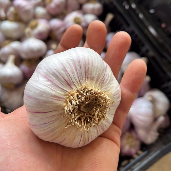 Killarney Red Garlic