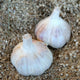 Moghadam's Marbled Garlic