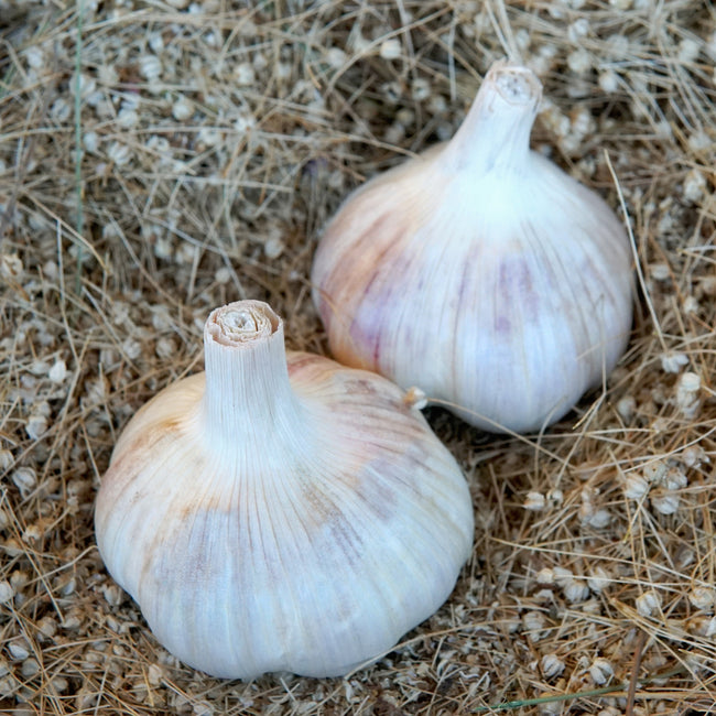 Moghadam's Marbled Garlic