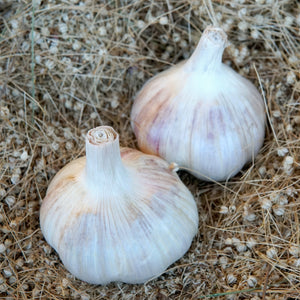 Moghadam's Marbled Garlic