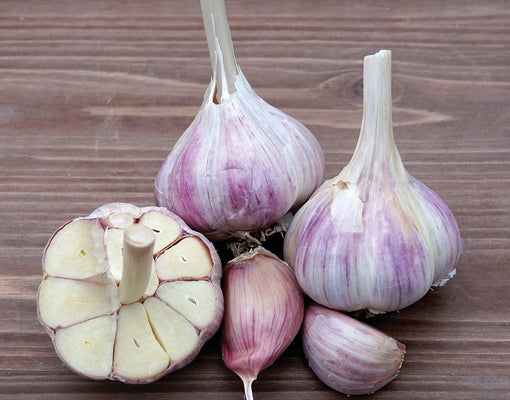 BAVARIAN PURPLE-GARLIC
