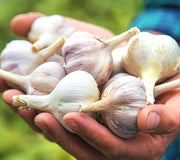 FALL GARLIC FESTIVAL-GARLIC