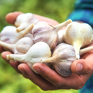 FALL GARLIC FESTIVAL