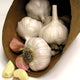 NOOTKA ROSE GARLIC