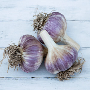 Close-up of Metechi garlic bulbs showing 4 to 6 bulky cloves with purple-blushed papery skins on a light background