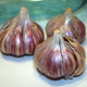SPANISH ROJA-GARLIC