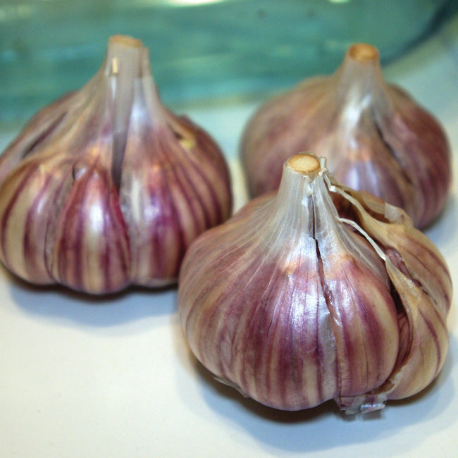 SPANISH ROJA-GARLIC