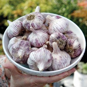 SPANISH ROJA-GARLIC