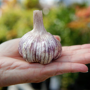 SPANISH ROJA-GARLIC