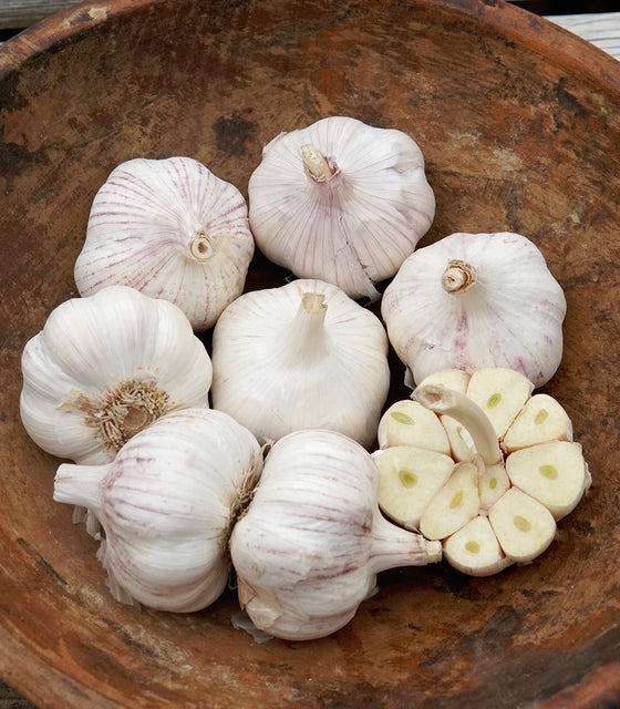Front view of Vietnamese Red garlic bulbs showcasing purple-striped papery skins with three bulbs on a light background