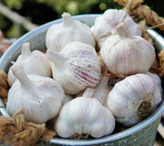 EARLY RED ITALIAN-GARLIC