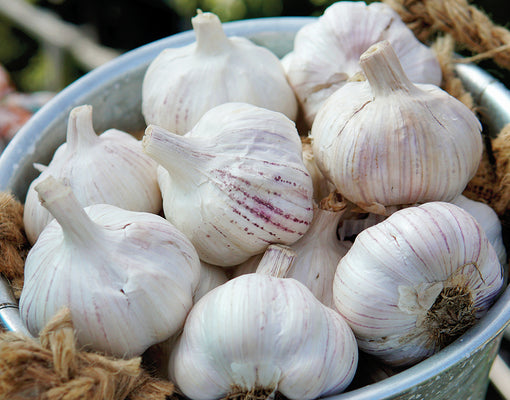 EARLY RED ITALIAN-GARLIC