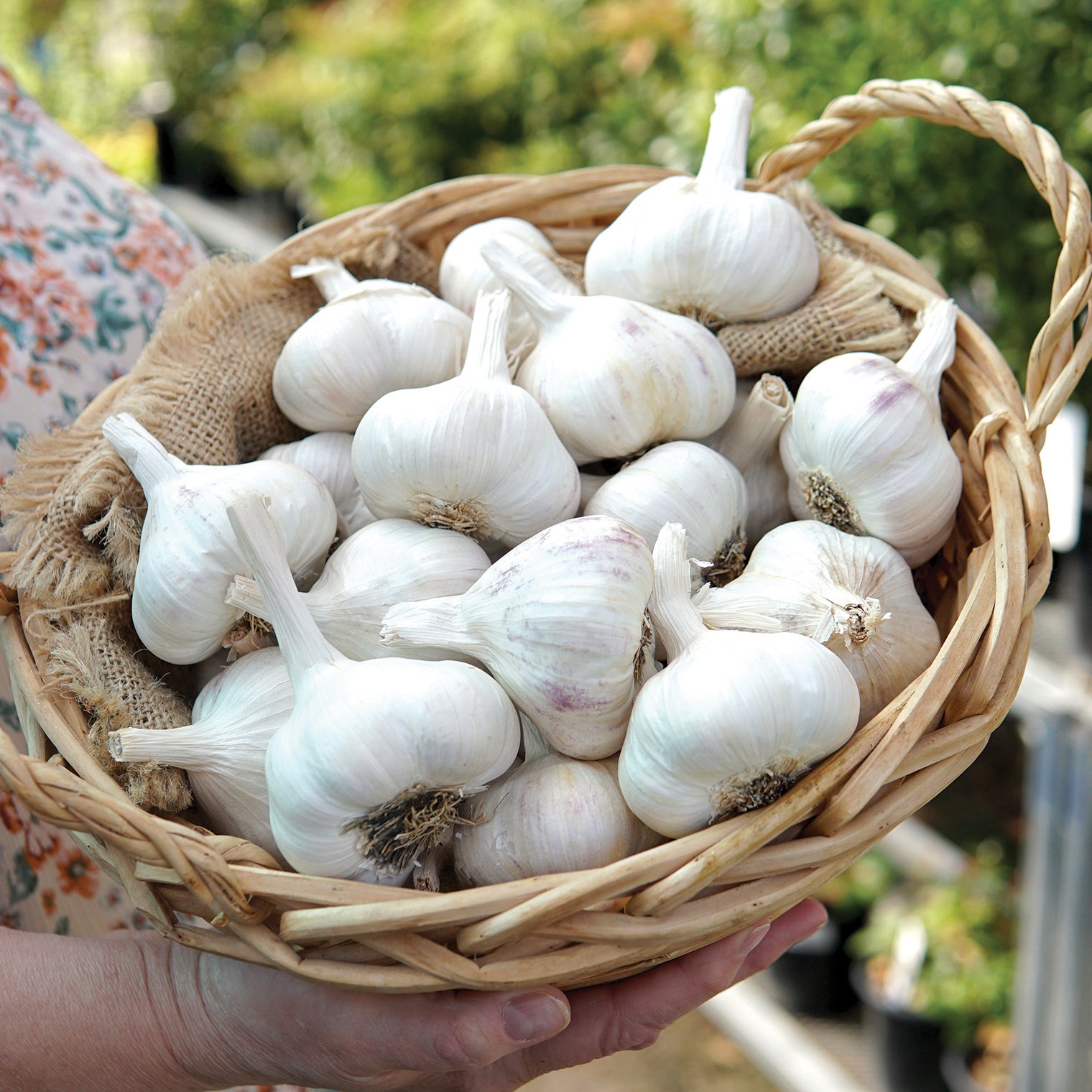 Inchelium Red Garlic Organic Garlic | ORGANIC GARLIC / 8 ounces ...