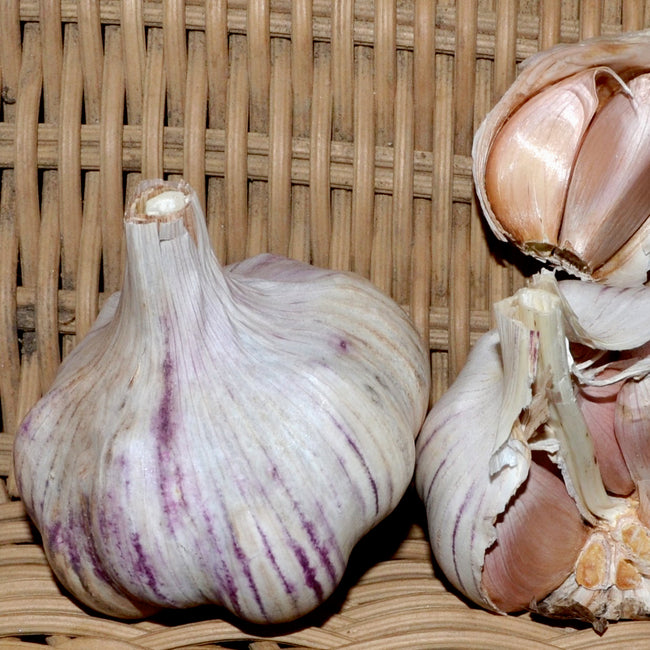 Basque Garlic