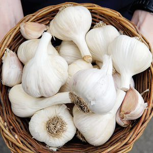 GERMAN WHITE-GARLIC