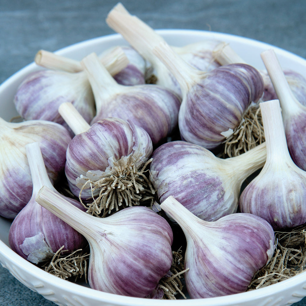 Purple Russian Garlic | GARLIC / 8 ounces | Territorial Seed