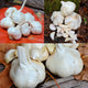 The Braiding Bunch Garlic