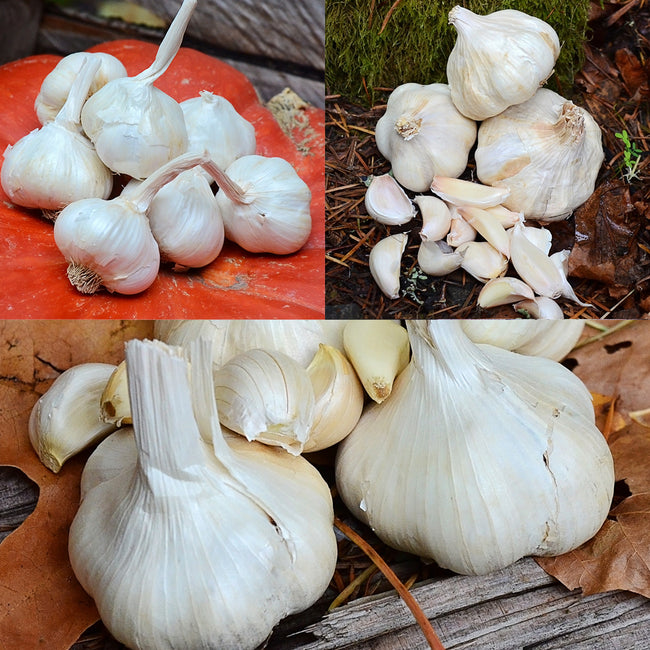 The Braiding Bunch Garlic