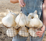 ELEPHANT-GARLIC