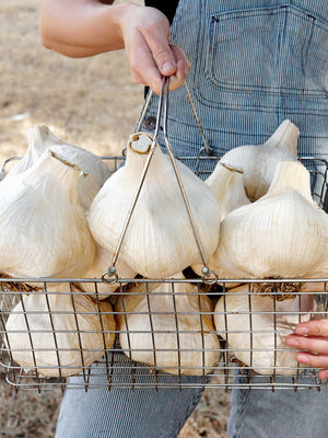 Close-up of elephant garlic bulbs showcasing large softball-sized heads in a wire basket held by hands
