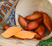 A basket filled with elongated, reddish-skinned Beauregard sweet potatoes on a wooden surface with a piece cut out to reveal the orange flesh of the Beauregard. The basket is placed next to a burlap bag.