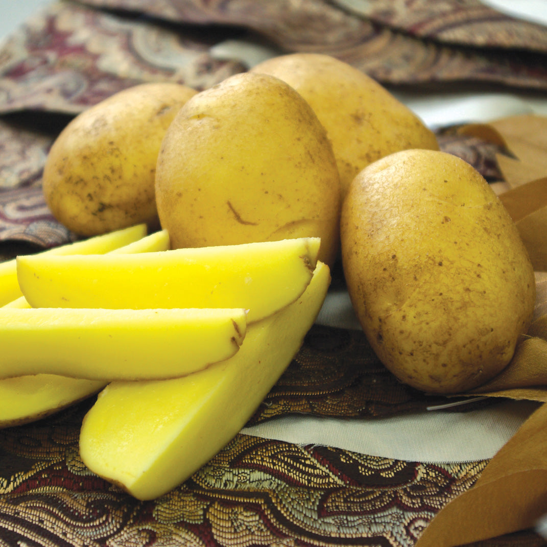 Territorial Seed Company German Butterball Seed Potato