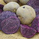 PURPLE MAJESTY-POTATO