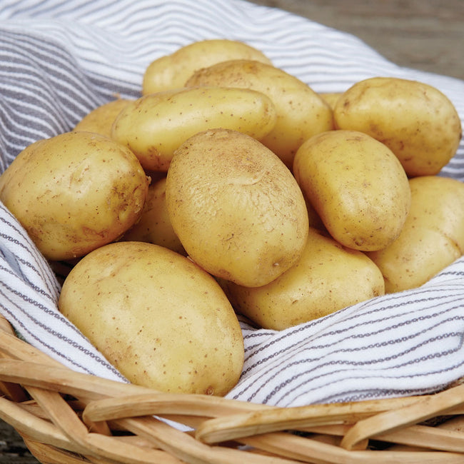 NICOLA-POTATO
