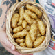 OZETTE-POTATO