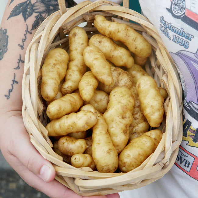 OZETTE-POTATO