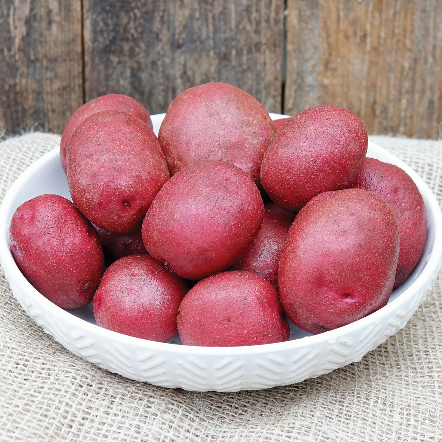 Sangre Potato Mini-Tuber | MINI TUBER / 10 mini tubers SOLD OUT ...