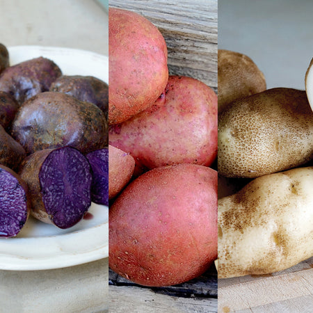 Potato Possibilities - The Backyard Gardener - ANR Blogs